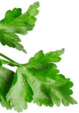 Horeca Absolute Leaf Image Mobile